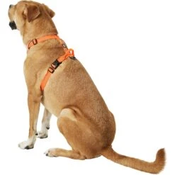 Chai's Choice Outdoor Explorer No-Pull 3M Polyester Reflective Dual Clip Dog Harness 12 Chai's Choice Outdoor Explorer No-Pull 3M Polyester Reflective Dual Clip Dog Harness -PetSafe Kong Shop 161988 PT3. AC SS1800 V1575414881
