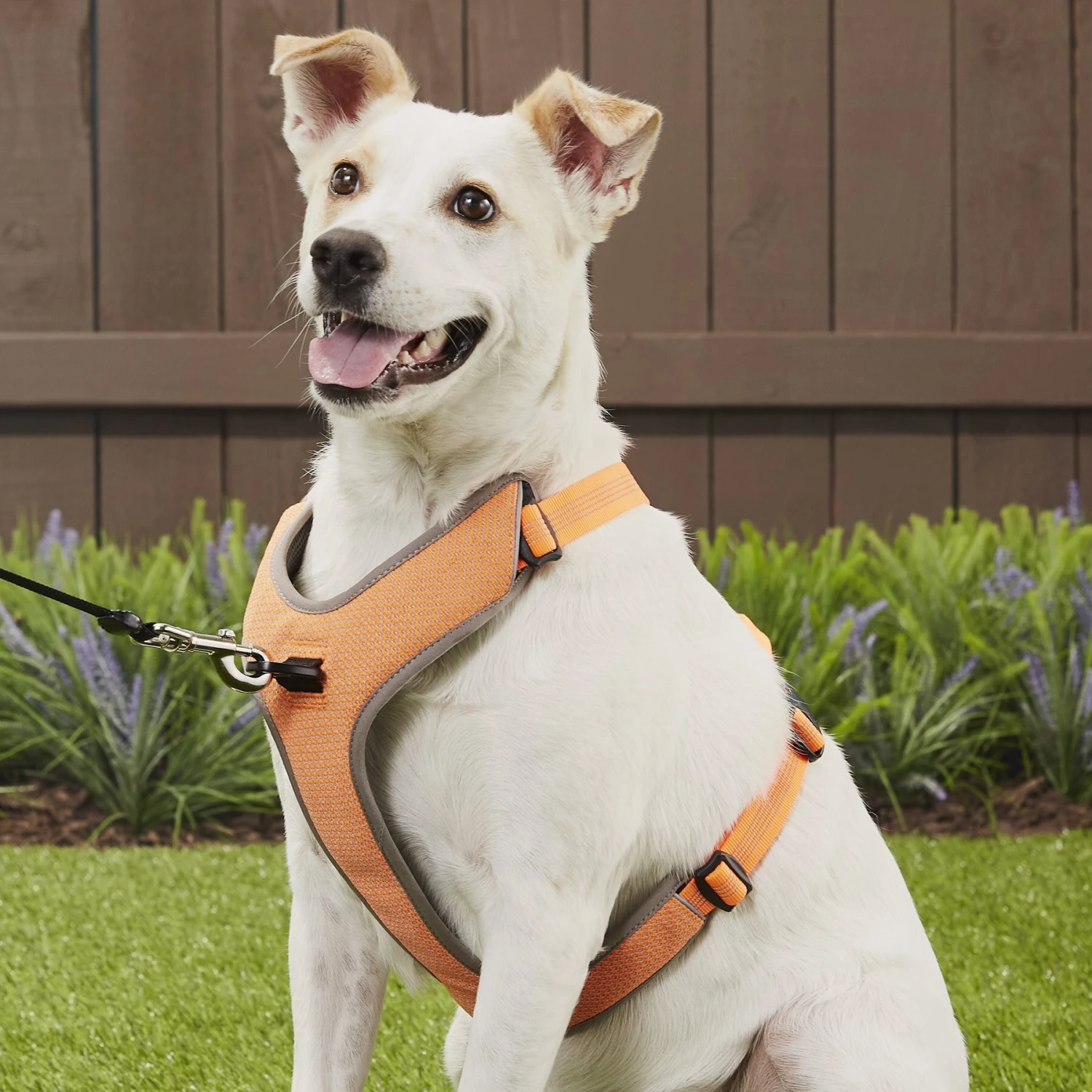 Chai's Choice Outdoor Explorer No-Pull 3M Polyester Reflective Dual Clip Dog Harness 5 Chai's Choice Outdoor Explorer No-Pull 3M Polyester Reflective Dual Clip Dog Harness - Image 5