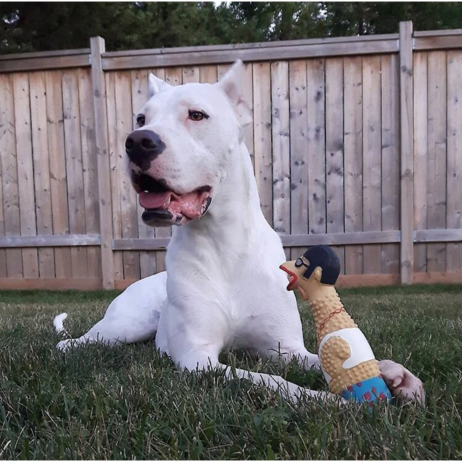 Charming Pet Squawkers Grandma Hippie Chick Squeaky Latex Dog Toy 3 Charming Pet Squawkers Grandma Hippie Chick Squeaky Latex Dog Toy - Image 3