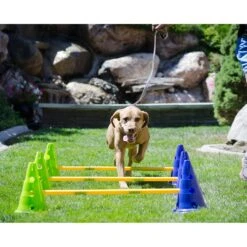 FitPAWS CanineGym Dog Agility Kit -PetSafe Kong Shop 163695 PT4. AC SS1800 V1554324738