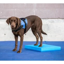 FitPAWS Dog Balance Pad -PetSafe Kong Shop 163706 PT4. AC SS1800 V1554327737