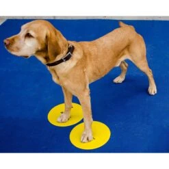 FitPAWS Dog Training Targets -PetSafe Kong Shop 163718 PT4. AC SS1800 V1554327774