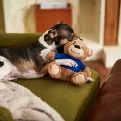 Frisco Chewy Bear Plush Squeaky Dog Toy -PetSafe Kong Shop 164312 PT3. AC SS1800 V1600973456
