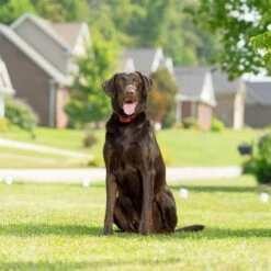 PetSafe Stay & Play Wireless Fence For Stubborn Dogs -PetSafe Kong Shop 166181 PT7. AC SS1800 V1663967479