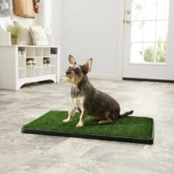 Frisco Indoor Grass Potty -PetSafe Kong Shop 166346 PT2. AC SS1800 V1573676613