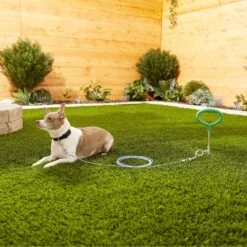 Frisco Tie Out Cable, Small -PetSafe Kong Shop 166380 PT2. AC SS1800 V1576680483