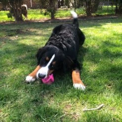 Smart Pet Love Snuggle Puppy Bounderz Rubber Dog Toy Ball -PetSafe Kong Shop 169329 PT3. AC SS1800 V1667519007