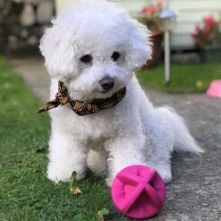 Smart Pet Love Snuggle Puppy Bounderz Rubber Dog Toy Ball -PetSafe Kong Shop 169329 PT4. AC SS1800 V1667517544