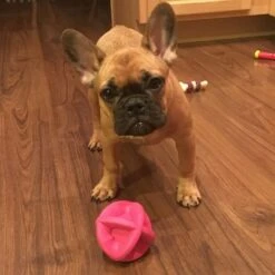 Smart Pet Love Snuggle Puppy Bounderz Rubber Dog Toy Ball -PetSafe Kong Shop 169329 PT5. AC SS1800 V1667518149