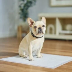 Frisco Dog Training Pads -PetSafe Kong Shop 173778 PT5. AC SS1800 V1674674461