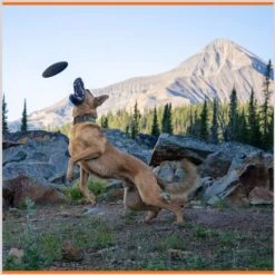 Monster K9 Dog Toys Indestructible Flying Disc Dog Toy 10 Monster K9 Dog Toys Indestructible Flying Disc Dog Toy -PetSafe Kong Shop 173928 PT3. AC SS1800 V1672947984