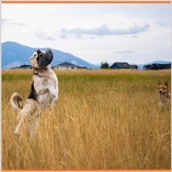 Monster K9 Dog Toys Indestructible Flying Disc Dog Toy 11 Monster K9 Dog Toys Indestructible Flying Disc Dog Toy -PetSafe Kong Shop 173928 PT4. AC SS1800 V1672948211