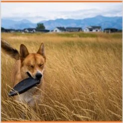 Monster K9 Dog Toys Indestructible Flying Disc Dog Toy 12 Monster K9 Dog Toys Indestructible Flying Disc Dog Toy -PetSafe Kong Shop 173928 PT5. AC SS1800 V1672947912