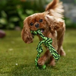 Multipet Nuts For Knots Rope Tug & Danglers Dog Toy 3 Multipet Nuts For Knots Rope Tug & Danglers Dog Toy -PetSafe Kong Shop 174156 PT3. AC SS1800 V1695071181