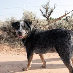 Carhartt Journeyman Dog Leash -PetSafe Kong Shop 174411 PT6. AC SS1800 V1559224031