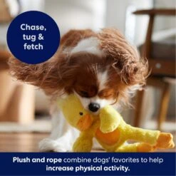 Frisco Duck Plush With Inside Rope Squeaky Dog Toy -PetSafe Kong Shop 174723 PT4. AC SS1800 V1695671059