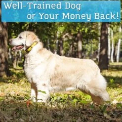 PetSpy P320 1200-ft Static Remote Dog Training Collar 13 PetSpy P320 1200-ft Static Remote Dog Training Collar -PetSafe Kong Shop 175497 PT6. AC SS1800 V1569424038