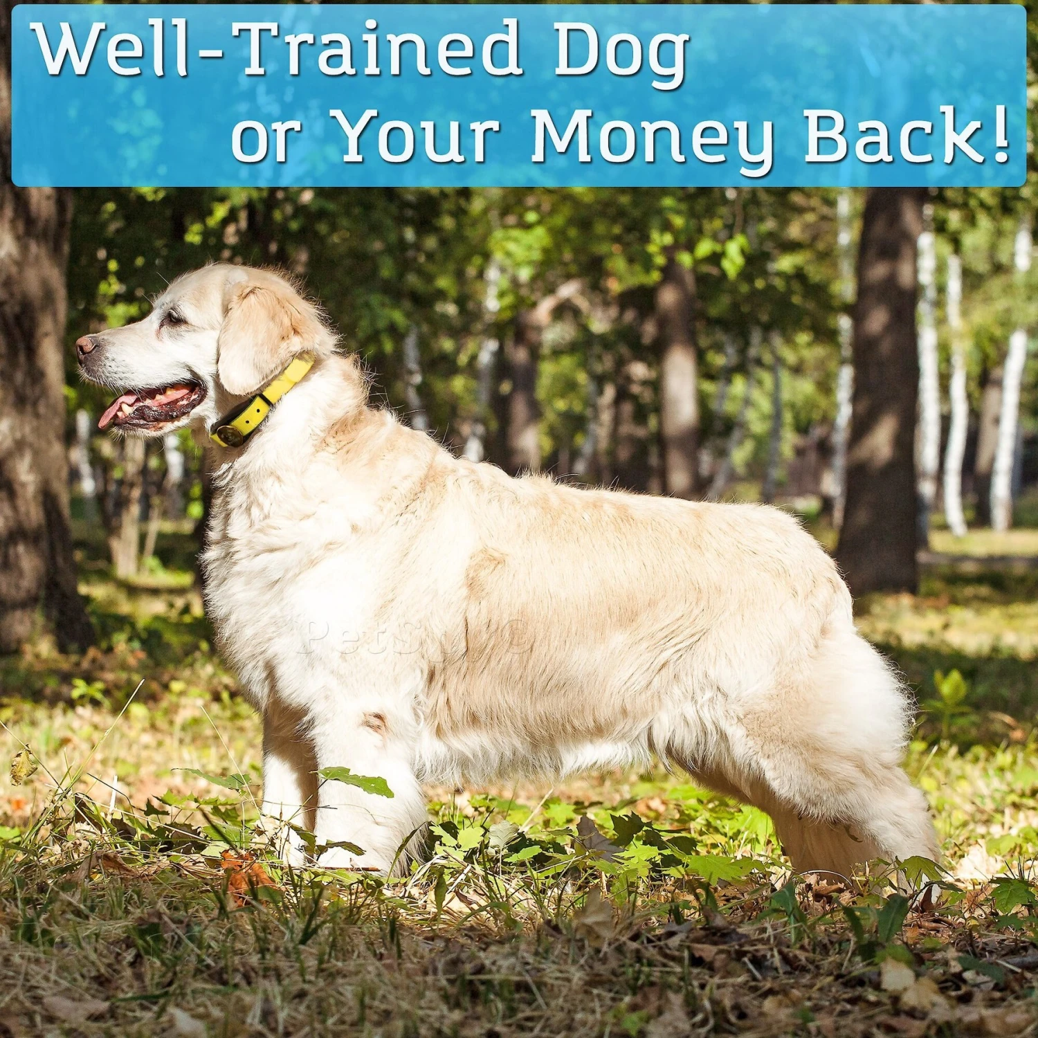 PetSpy P320 1200-ft Static Remote Dog Training Collar 7 PetSpy P320 1200-ft Static Remote Dog Training Collar - Image 7