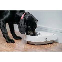 Cat Mate C300 Automatic Dog & Cat Feeder, 3-cup -PetSafe Kong Shop 175508 PT5. AC SS1800 V1701363614