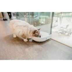 Cat Mate C300 Automatic Dog & Cat Feeder, 3-cup -PetSafe Kong Shop 175508 PT6. AC SS1800 V1701363614