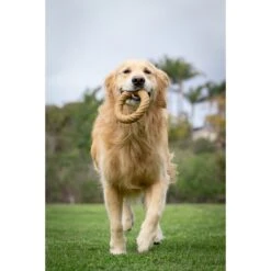 Pet Qwerks BarkBone Peanut Butter Flavor Chew Ring Tough Dog Chew Toy -PetSafe Kong Shop 179067 PT2. AC SS1800 V1562882226