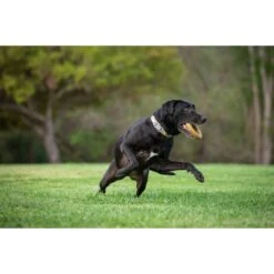 Pet Qwerks BarkBone Peanut Butter Flavor Chew Ring Tough Dog Chew Toy -PetSafe Kong Shop 179067 PT3. AC SS1800 V1589915842