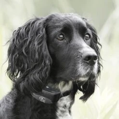 SportDOG YardTrainer 100 Waterproof Dog Training Collar 11 SportDOG YardTrainer 100 Waterproof Dog Training Collar -PetSafe Kong Shop 179656 PT5. AC SS1800 V1595985380