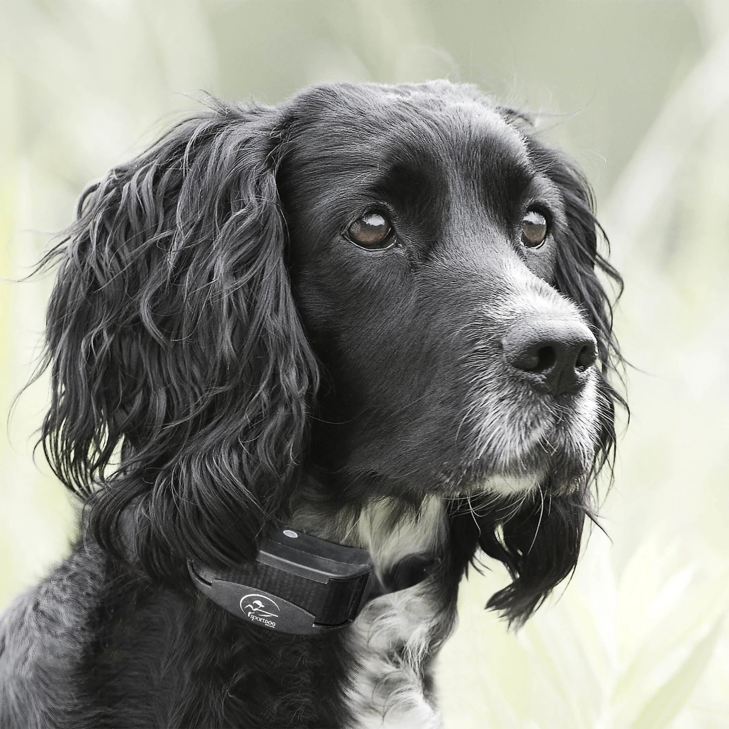 SportDOG YardTrainer 100 Waterproof Dog Training Collar 6 SportDOG YardTrainer 100 Waterproof Dog Training Collar - Image 6