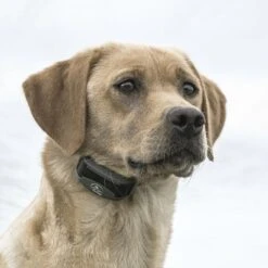 SportDOG FieldTrainer 425X Remote Training Dog Collar -PetSafe Kong Shop 179660 PT4. AC SS1800 V1590606428