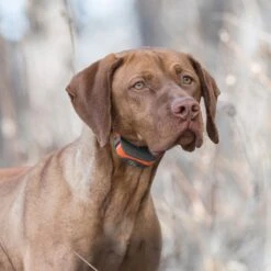 SportDOG SportTrainer 575E Remote Training Dog Collar 11 SportDOG SportTrainer 575E Remote Training Dog Collar -PetSafe Kong Shop 179664 PT5. AC SS1800 V1626450095