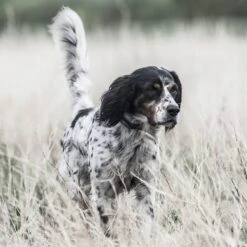 SportDOG SportHunter 1825X Remote Training Dog Collar 11 SportDOG SportHunter 1825X Remote Training Dog Collar -PetSafe Kong Shop 179674 PT5. AC SS1800 V1626451635