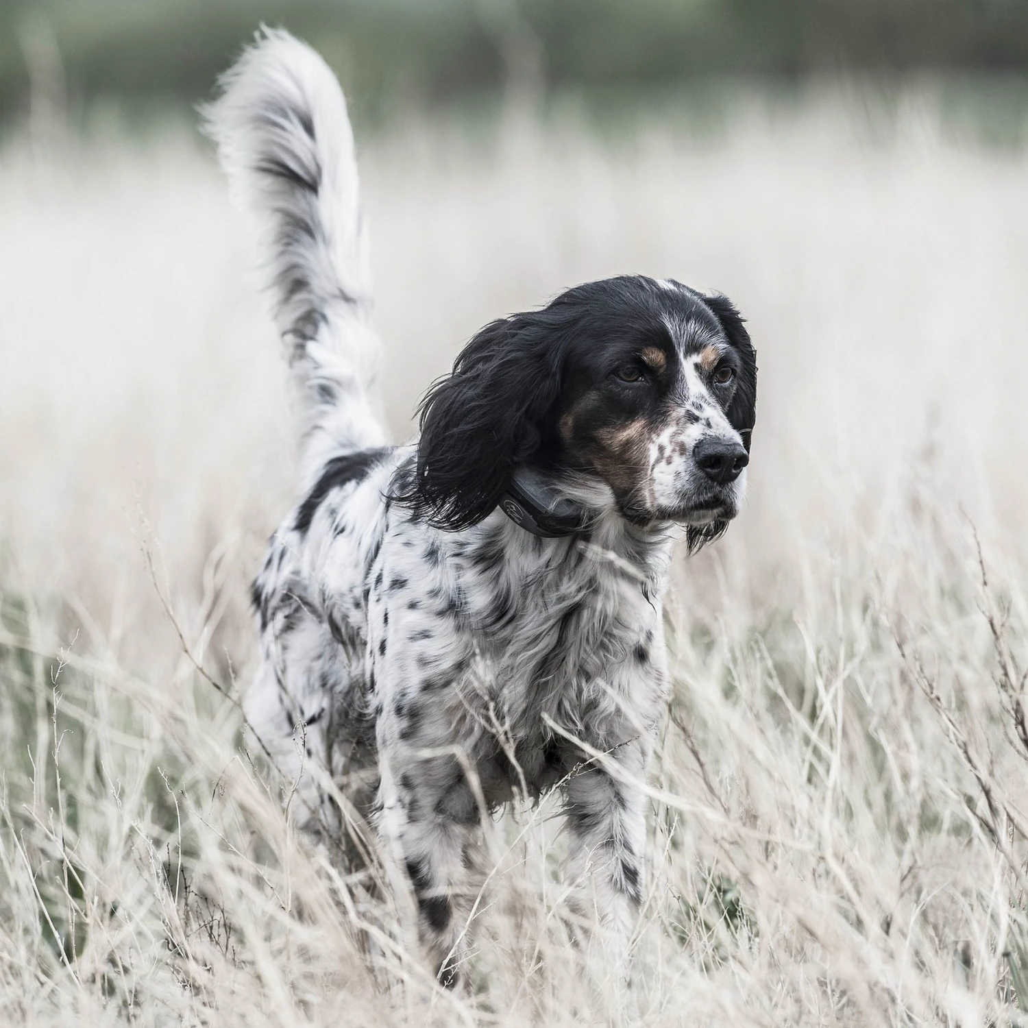 SportDOG SportHunter 1825X Remote Training Dog Collar 6 SportDOG SportHunter 1825X Remote Training Dog Collar - Image 6