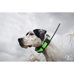 SportDOG TEK Series 1.5 GPS Dog Tracking & Training System & Collar -PetSafe Kong Shop 179684 PT2. AC SS1800 V1561488503