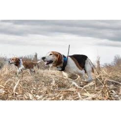 SportDOG TEK Series 2.0 GPS + Add-A-Dog Collar, Black -PetSafe Kong Shop 179706 PT4. AC SS1800 V1595982669