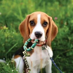 Rocket & Rex Puppy Chew Toy Variety Pack For Small To Medium Breeds 11 Rocket & Rex Puppy Chew Toy Variety Pack For Small To Medium Breeds -PetSafe Kong Shop 180484 pt5. AC SS1800 V1564597096