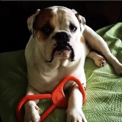 SodaPup Can Opener Tug Dog Chew Toy -PetSafe Kong Shop 181053 PT4. AC SS1800 V1564608152