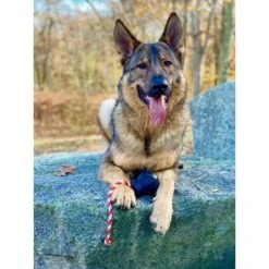 USA-K9 Magnum Skull Treat Dispensing Tough Dog Chew Toy -PetSafe Kong Shop 181070 PT5. AC SS1800 V1564608446