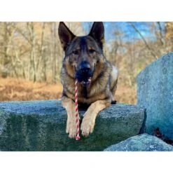 USA-K9 Magnum Skull Treat Dispensing Tough Dog Chew Toy -PetSafe Kong Shop 181070 PT6. AC SS1800 V1564608472