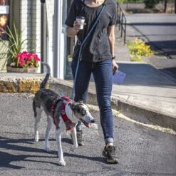 Kurgo Ascender Polyester Dog Leash -PetSafe Kong Shop 181152 PT3. AC SS1800 V1600730485