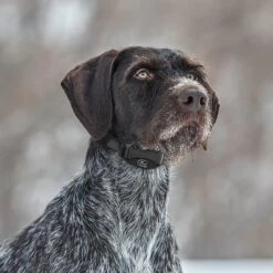 SportDOG NoBark 8 Standard Waterproof Dog Bark Collar -PetSafe Kong Shop 182849 PT6. AC SS1800 V1620220647