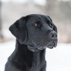 SportDOG NoBark 10 Standard Waterproof Rechargeable Dog Bark Collar -PetSafe Kong Shop 182851 PT6. AC SS1800 V1626450171