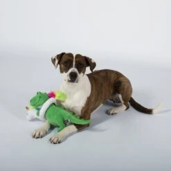 Pet Shop By Fringe Studio Summa Time Rex Squeaky Plush Dog Toy 5 Pet Shop By Fringe Studio Summa Time Rex Squeaky Plush Dog Toy -PetSafe Kong Shop 183839 PT2. AC SS1800 V1595371036