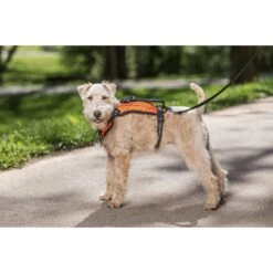 PetSafe Walk Along Nylon Reflective Back Clip Dog Harness -PetSafe Kong Shop 184970 pt2. AC SS1800 V1564672965