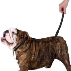 CollarDirect Short Traffic Rolled Leather Dog Leash -PetSafe Kong Shop 189940 PT2. AC SS1800 V1565038669