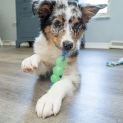 Petstages Mini Dentachew Tough Dog Chew Toy -PetSafe Kong Shop 190755 PT5. AC SS1800 V1631684835