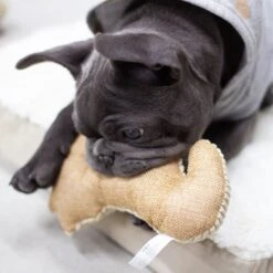 Paws & Pals Seahorse Plush Dog Toy -PetSafe Kong Shop 190891 PT3. AC SS1800 V1565884042