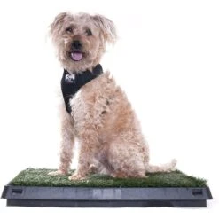Downtown Pet Supply Pee Turf Portable Dog Potty With Drawer, 20 X 25-in -PetSafe Kong Shop 190998 PT6. AC SS1800 V1591362707