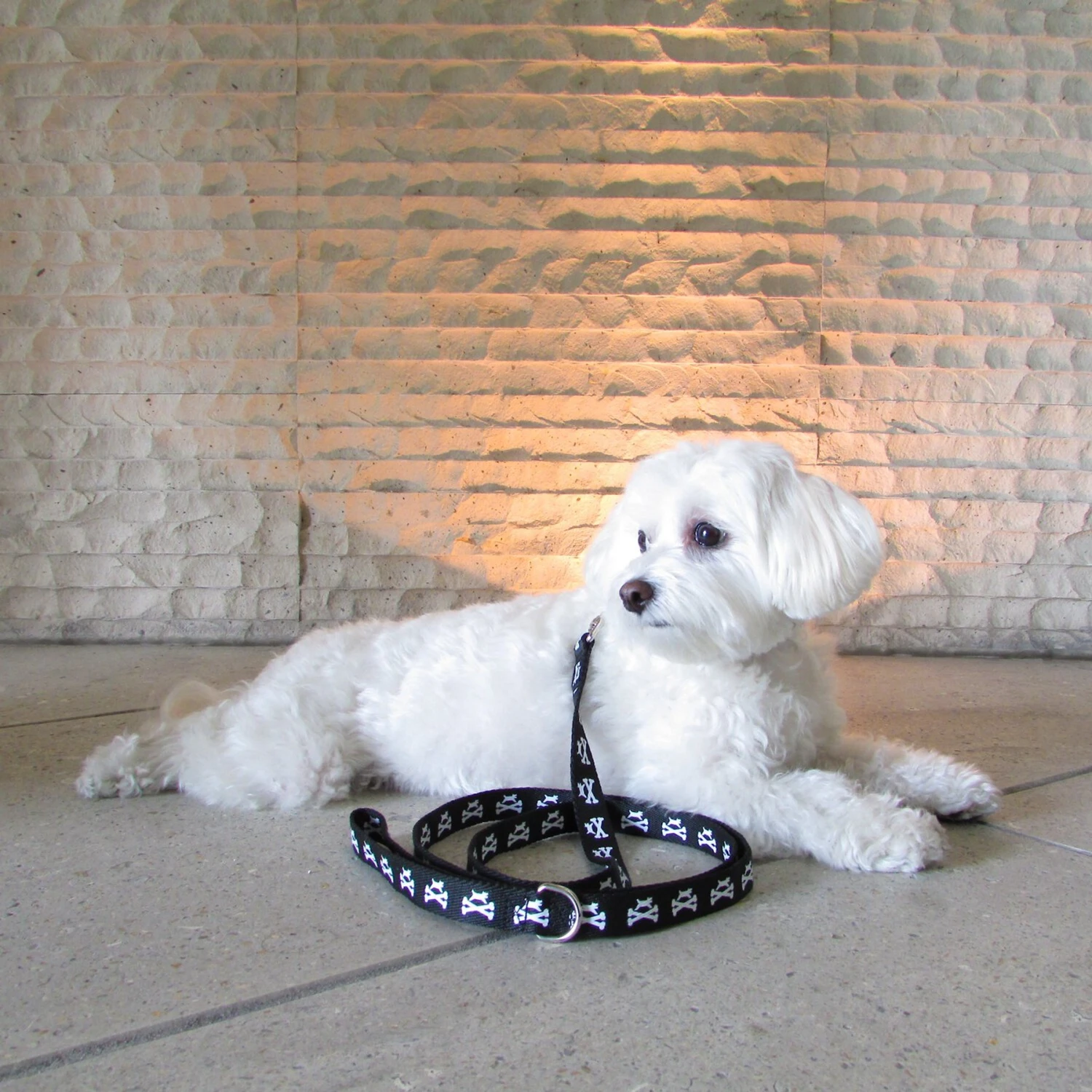 Wagberry Dog & Crossbones Dog Leash 4 Wagberry Dog & Crossbones Dog Leash - Image 4