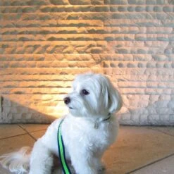 Wagberry Allure Dog Leash, Navy Blue/Green 9 Wagberry Allure Dog Leash, Navy Blue/Green -PetSafe Kong Shop 194070 PT3. AC SS1800 V1649724095