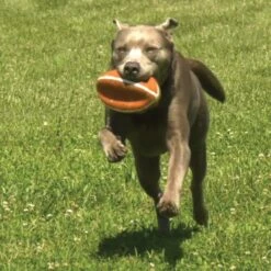 Nylabone Power Play Football Gripz Dog Toy -PetSafe Kong Shop 195430 PT6. AC SS1800 V1605661954